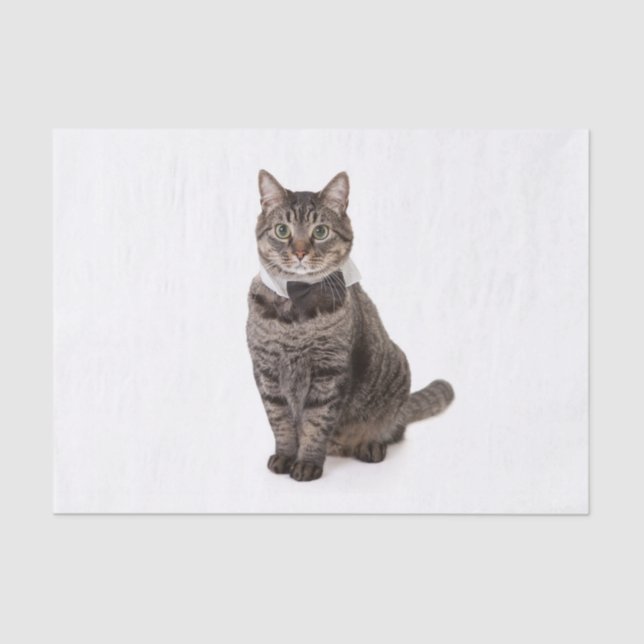 Papier Mousseline Cat à Tuxedo (Recto)