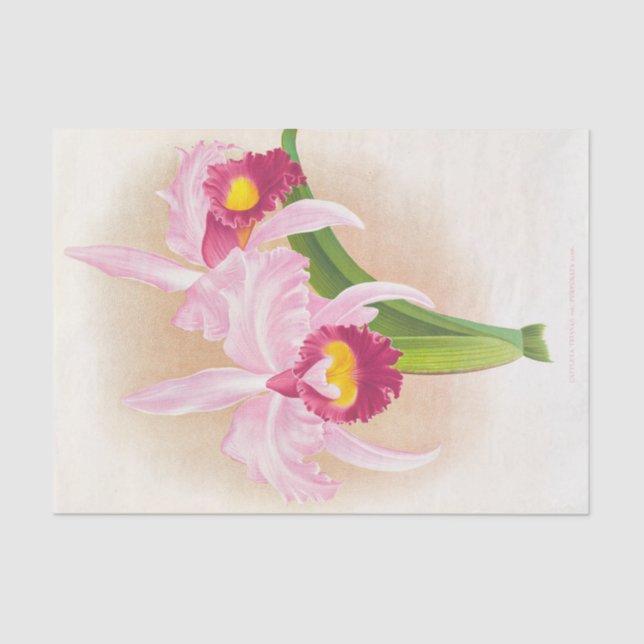 Papier Mousseline Cattleya Trianae Var Purpurata (Orchidée) par Lind (Recto)