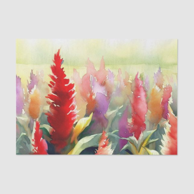 Papier Mousseline Champ de fleurs-Celosia (C) Aquarelle (Recto)