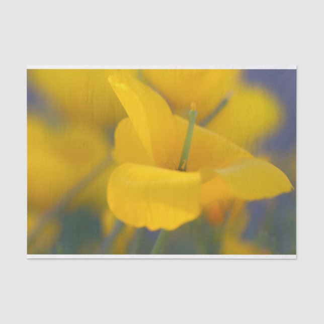 Papier Mousseline Champ de pavots en fleurs (Recto)