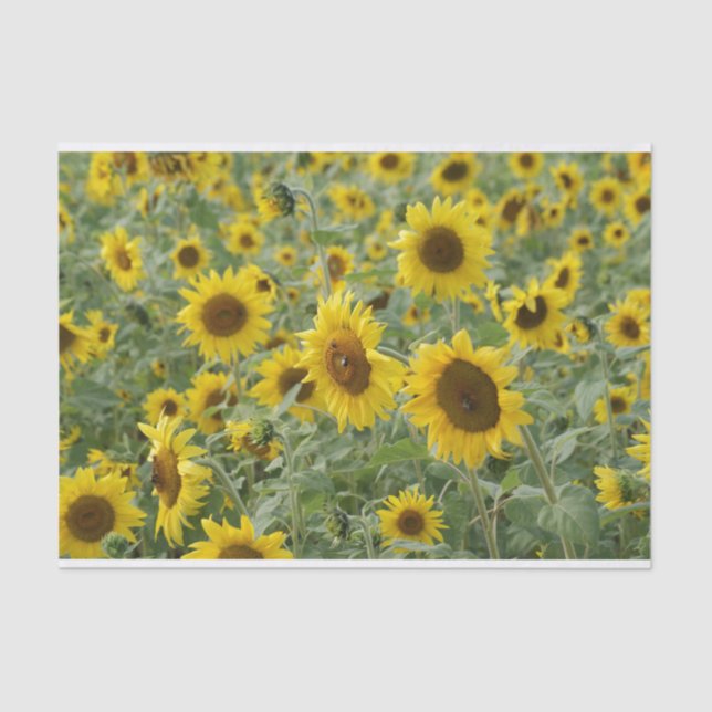 Papier Mousseline Champ des tournesols (Recto)