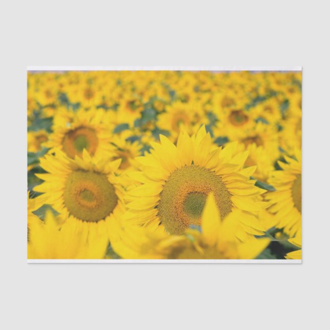 Papier Mousseline Champ jaune de tournesols photo (Recto)