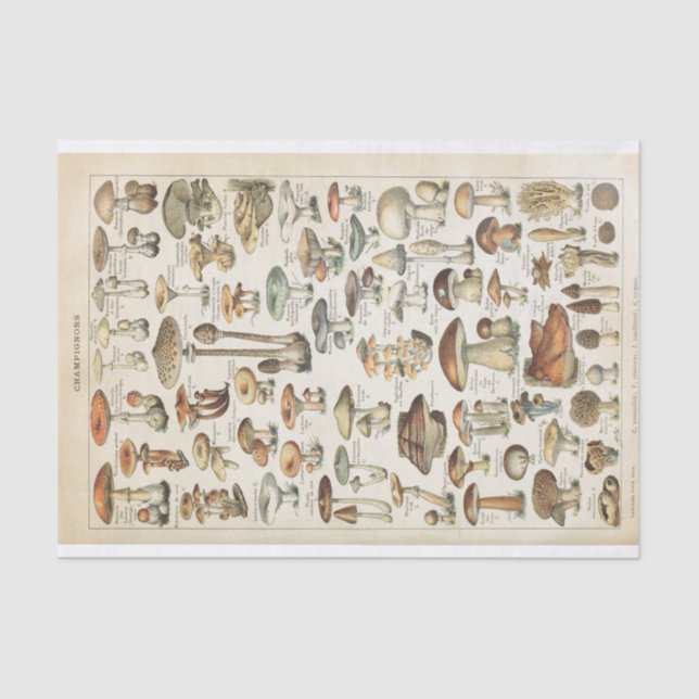Papier Mousseline Champignons Vintages français Découpage Collage (Recto)