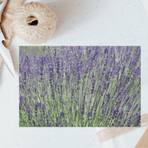 Papier Mousseline Champs de lavande violet Floral