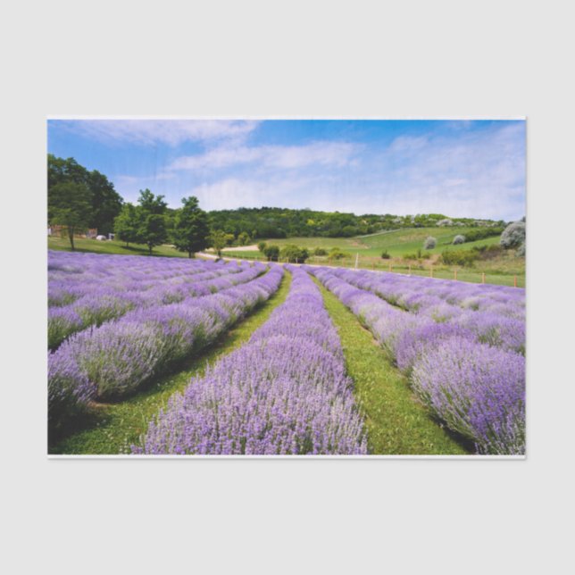 Papier Mousseline Champs Lavendar (Recto)