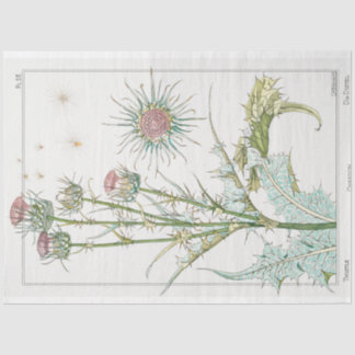 Papier Mousseline Chardon botanique vintage