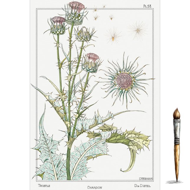 Papier Mousseline Chardon, série de botanique d'Eugene Grasset (Créateur téléchargé)
