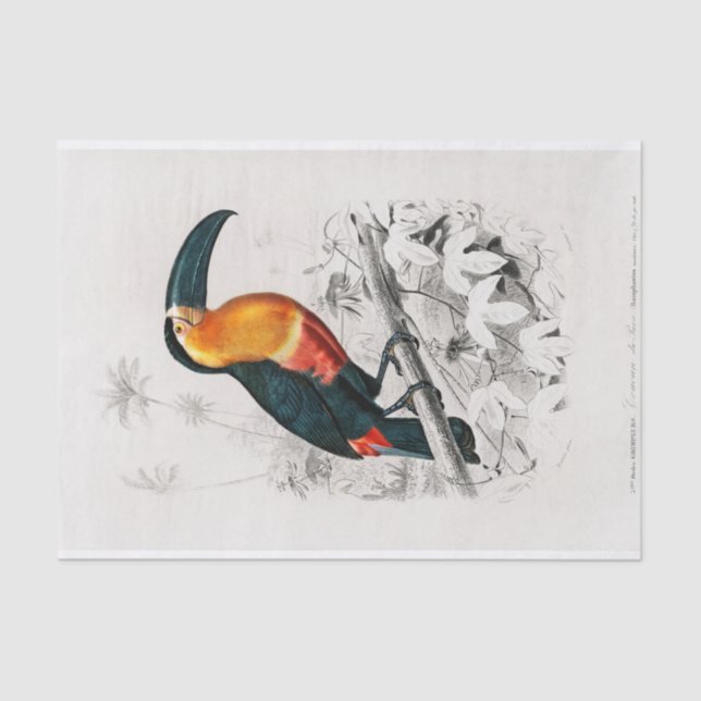 Papier Mousseline Charles Dessalines D'Orbigny | Toucan (Recto)