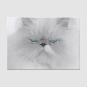 Papier Mousseline Chat persan grognon