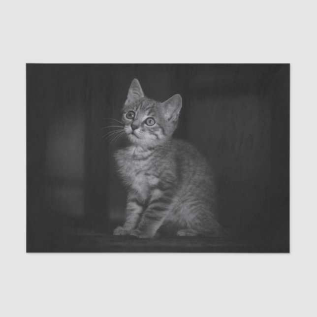 Papier Mousseline Chaton précieux  (Recto)