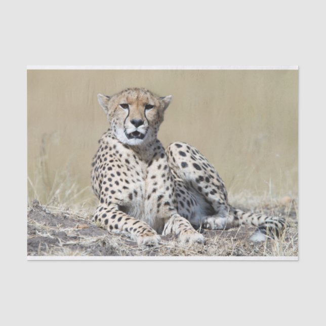 Papier Mousseline Cheetah (Recto)