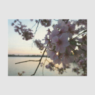 Papier Mousseline Cherry Blossom Sunset à Washington DC