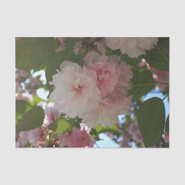 Papier Mousseline Cherry Tree I Spring Floral (Recto)