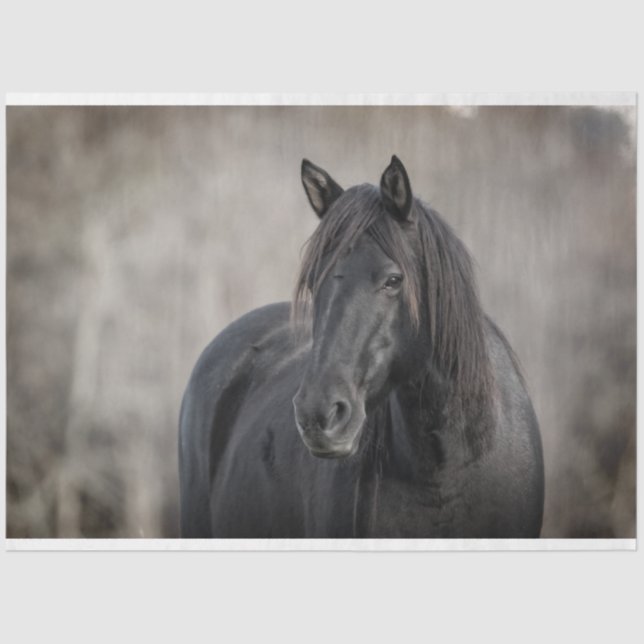 Papier Mousseline Cheval foncé (Recto)