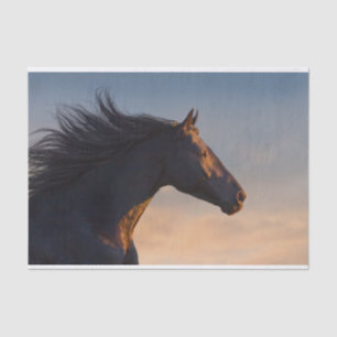 Papier Mousseline Cheval friésien noir au soleil