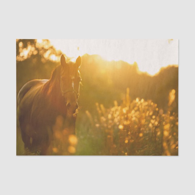 Papier Mousseline Cheval incroyablement époustouflant baigné de lumi (Recto)