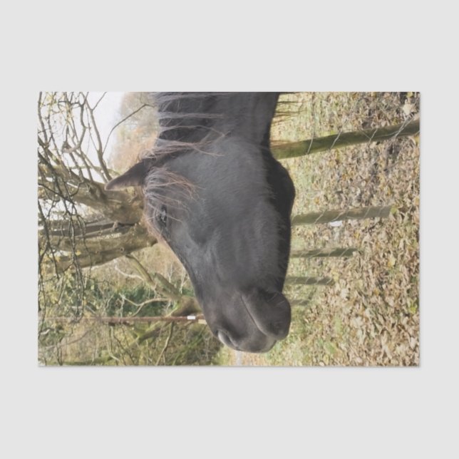 PAPIER MOUSSELINE CHEVAL NOIR (Recto)