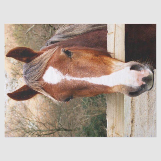 PAPIER MOUSSELINE CHEVAUX (Recto)