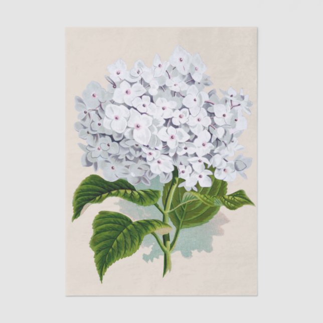 Papier Mousseline Chic Fleurs blanches fraîches avec coeur rose (Recto)