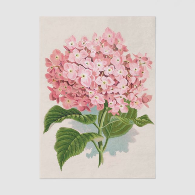 Papier Mousseline Chic Shabby Fleurs de Corail Rose Clair (Recto)