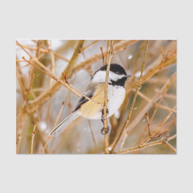 Papier Mousseline Chickadee au plafond noir - Photo originale (Recto)