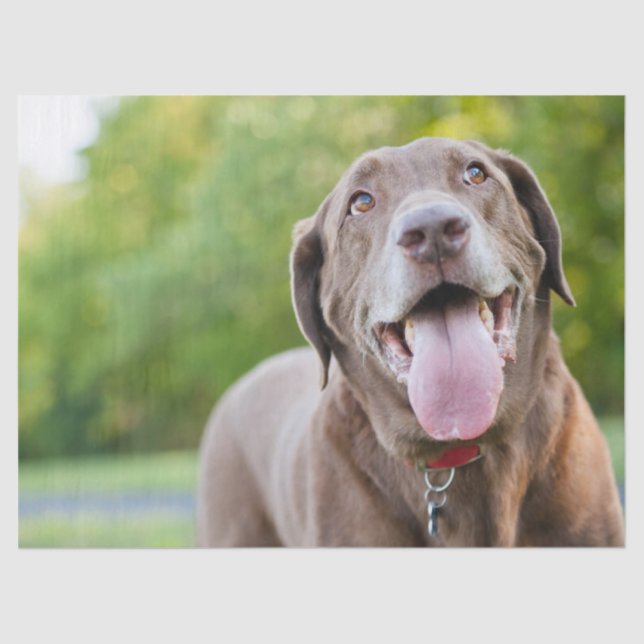 Papier Mousseline Chocolate Labrador Dog (Recto)