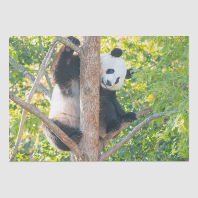 Papier Mousseline Chubby Giant Panda in a Tree Tissue Paper (Recto)