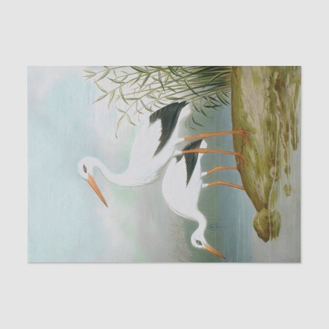 Papier Mousseline cigogne blanche, illustrations d'oiseaux (Recto)
