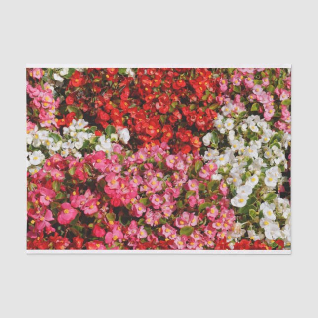 Papier Mousseline Cire colorée Begonias (Recto)