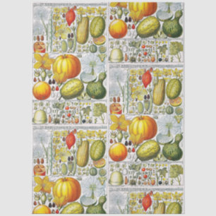 Papier Mousseline Citrouilles Antiques Planche de Livre Botanique #5