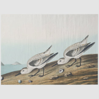 Papier Mousseline coastal audobon sanderling gulls tissue paper
