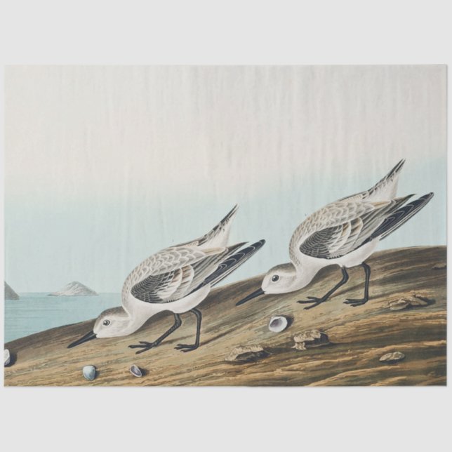Papier Mousseline coastal audobon sanderling gulls tissue paper (Recto)