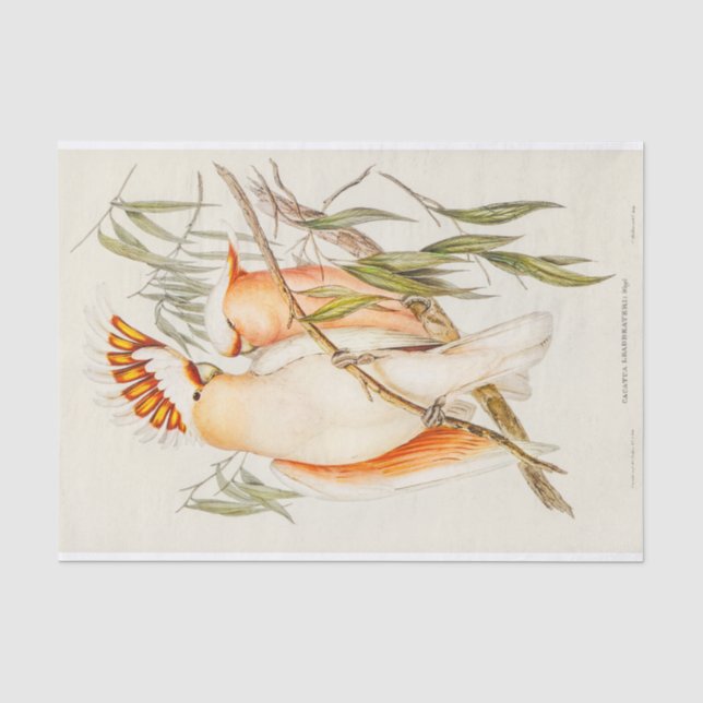 Papier Mousseline Cockatoo (Recto)