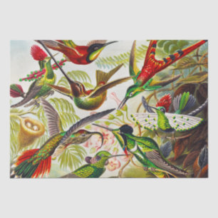 Papier Mousseline Colibri Vintage par Ernst Haeckel
