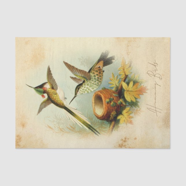 Papier Mousseline Colibris élégants (Recto)