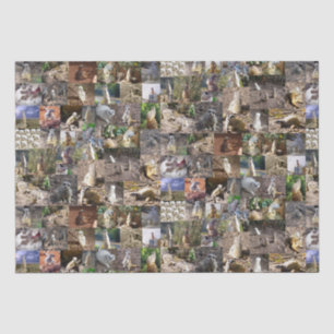 Papier Mousseline Collage photo de Meerkat,
