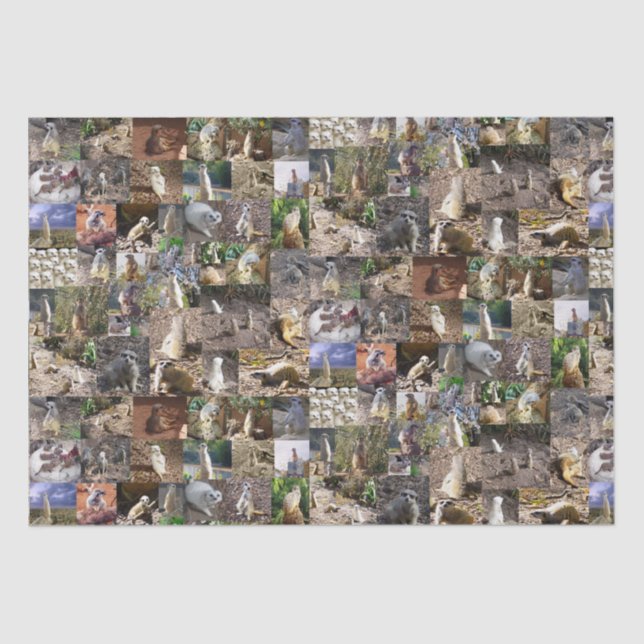 Papier Mousseline Collage photo de Meerkat, (Recto)