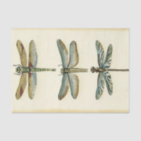 Collection de libellules par Chariklia Zarris