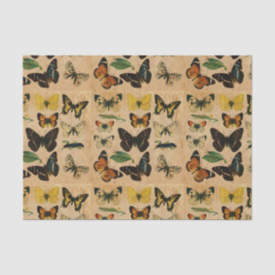 Papier Mousseline Collections de papillons Vintages chaînés