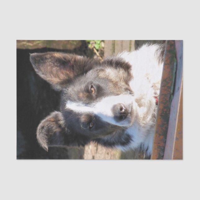 PAPIER MOUSSELINE COLLIE FRONTALIÈRE (Recto)