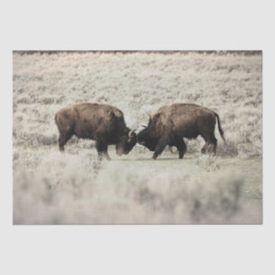 Papier Mousseline Combat de bisons de Yellowstone en sépia