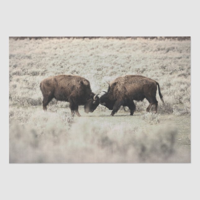 Papier Mousseline Combat de bisons de Yellowstone en sépia (Recto)