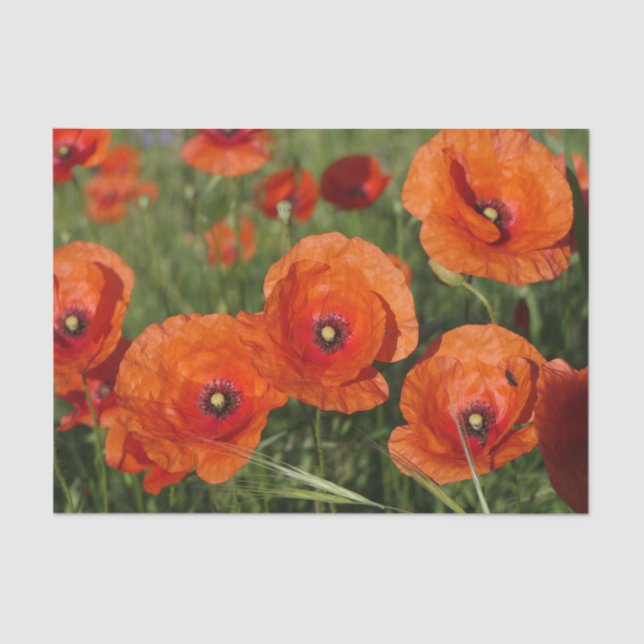 Papier Mousseline Common Poppies  (Recto)