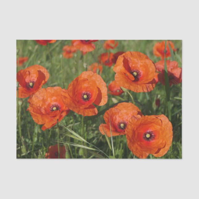 Papier Mousseline Common Poppies  (Recto)