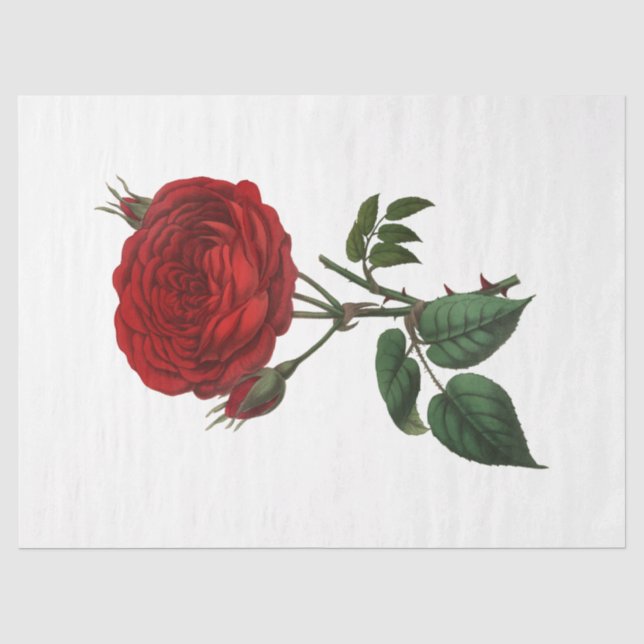 Papier Mousseline Conception vintage série Rose 116 (Recto)