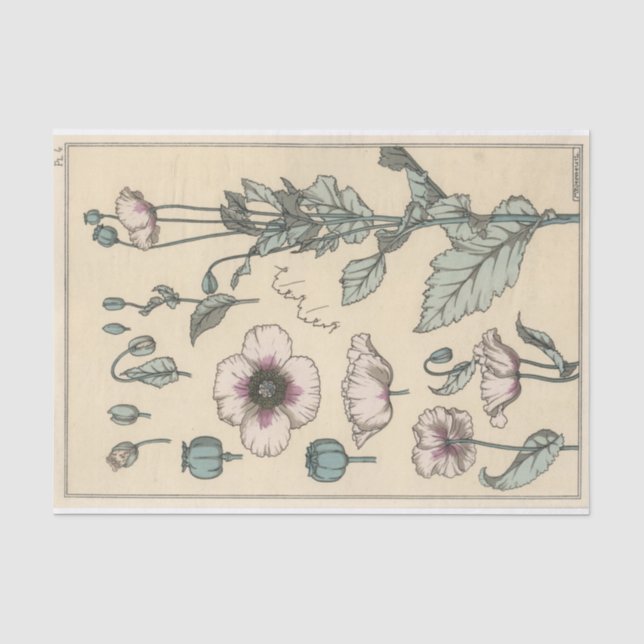 Papier Mousseline Coquelicot, série de botanique d'Eugene Grasset (Recto)
