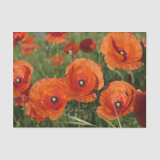 Papier Mousseline Coquelicots communs