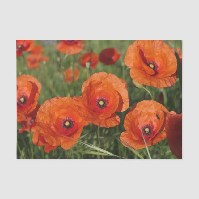 Papier Mousseline Coquelicots communs  (Recto)