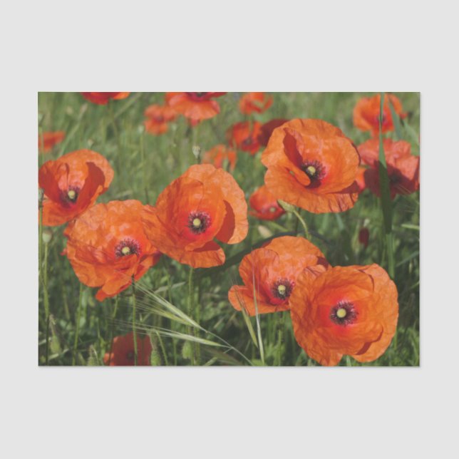 Papier Mousseline Coquelicots communs (Recto)