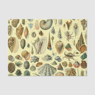 Papier Mousseline Coquillages de coquillages Mollusk Clam Élégant Ar